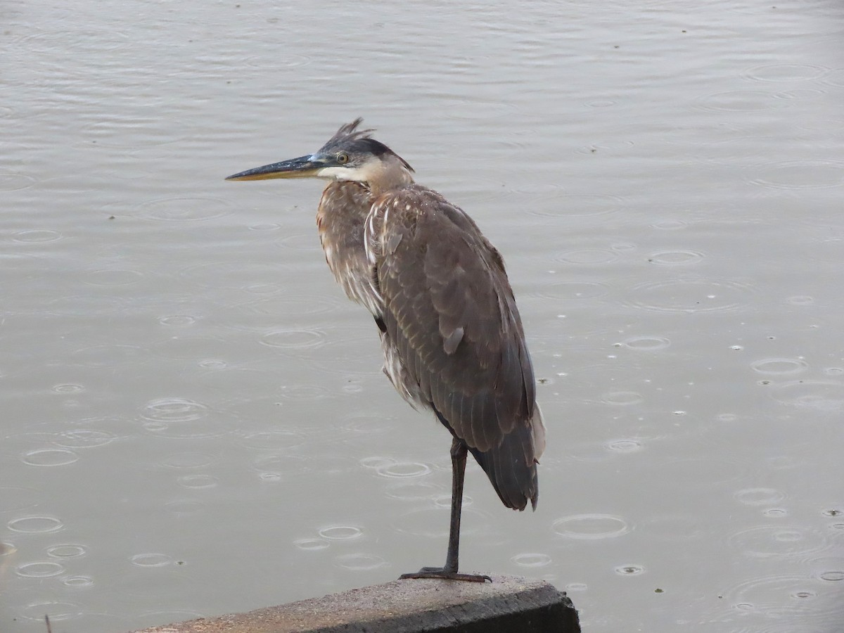 Great Blue Heron - ML645535644