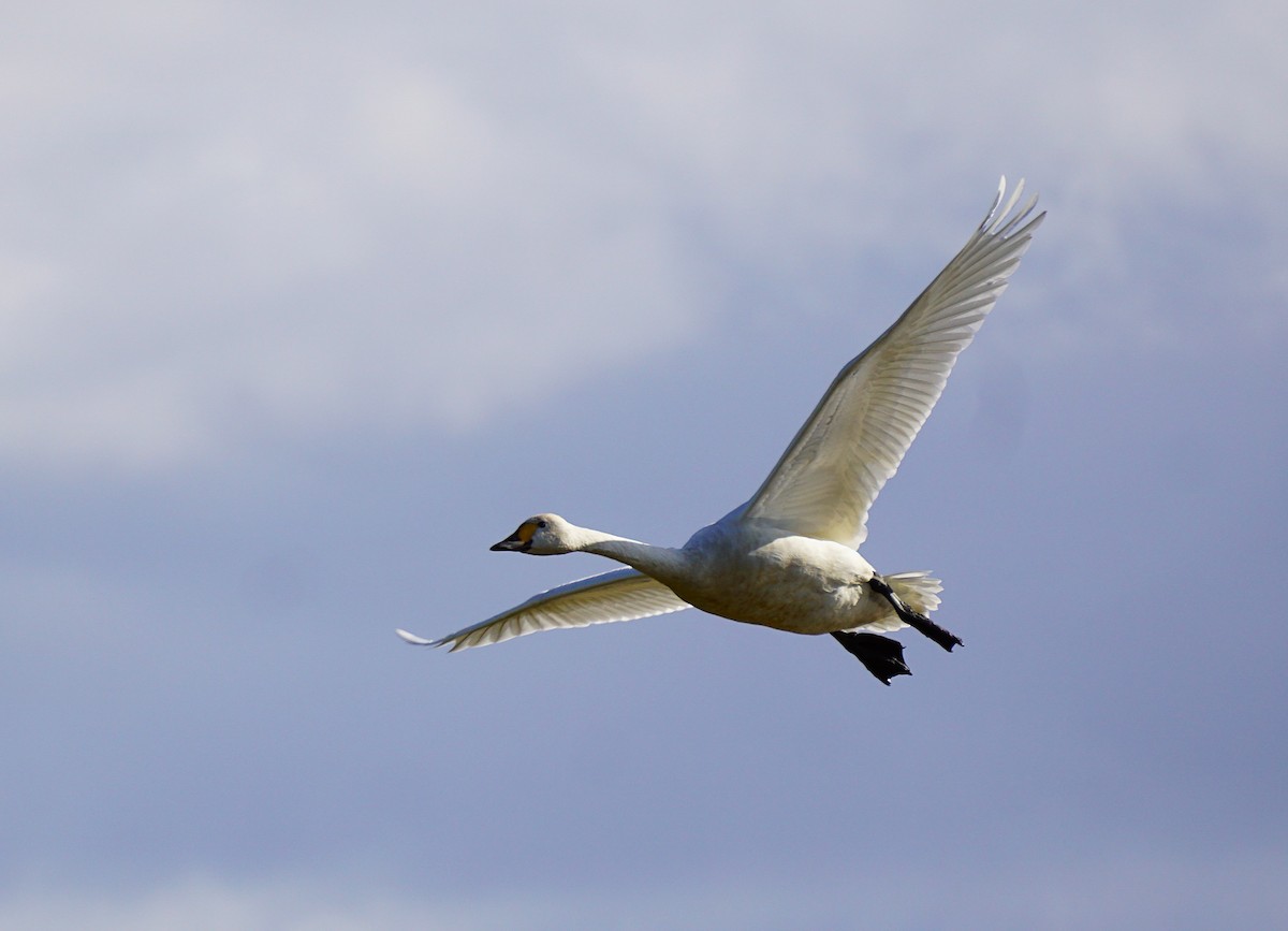 dvergsvane - ML645535645