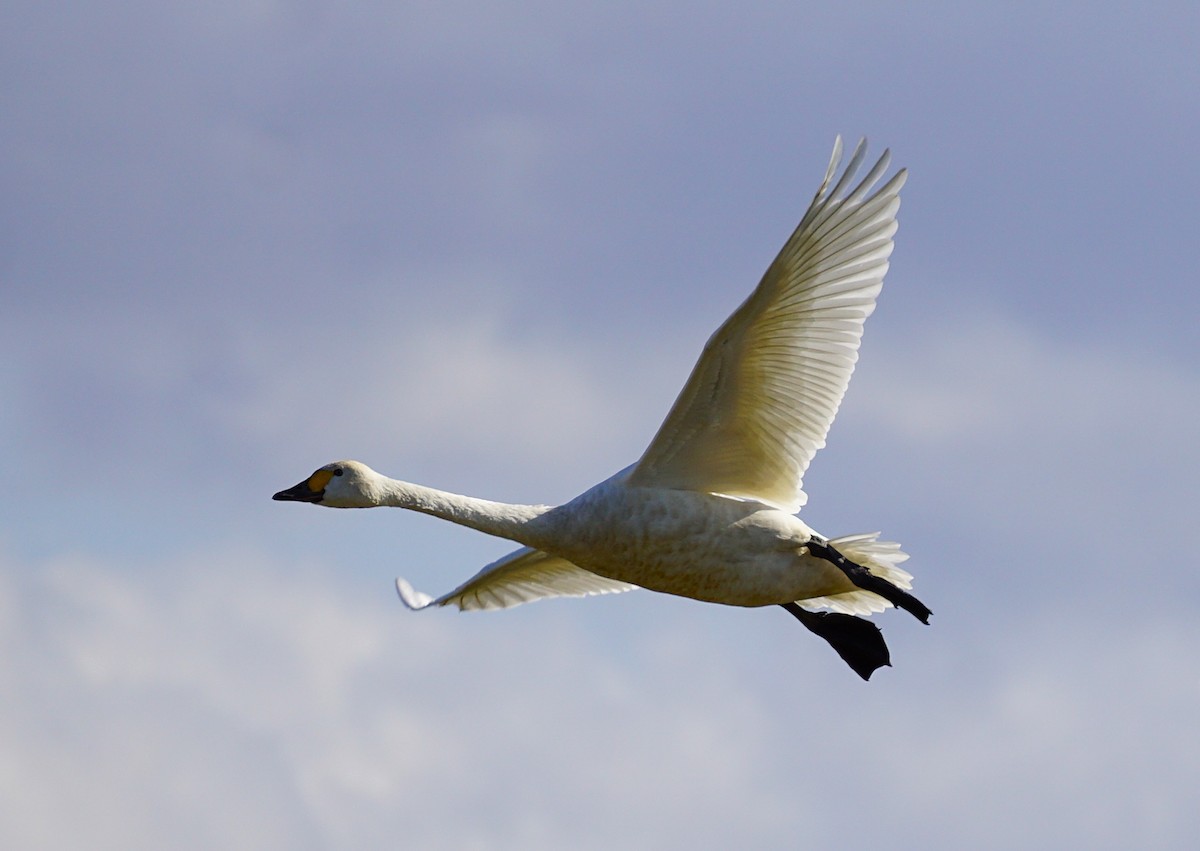 dvergsvane - ML645535646