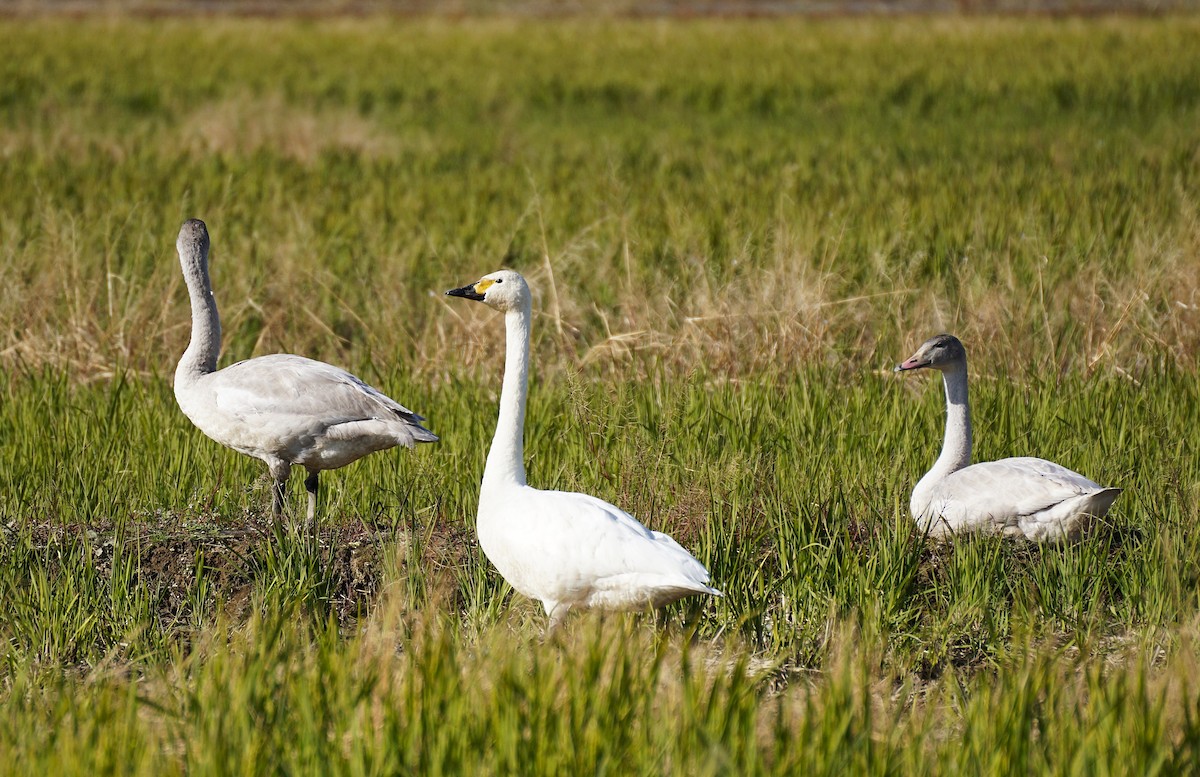 dvergsvane - ML645535648