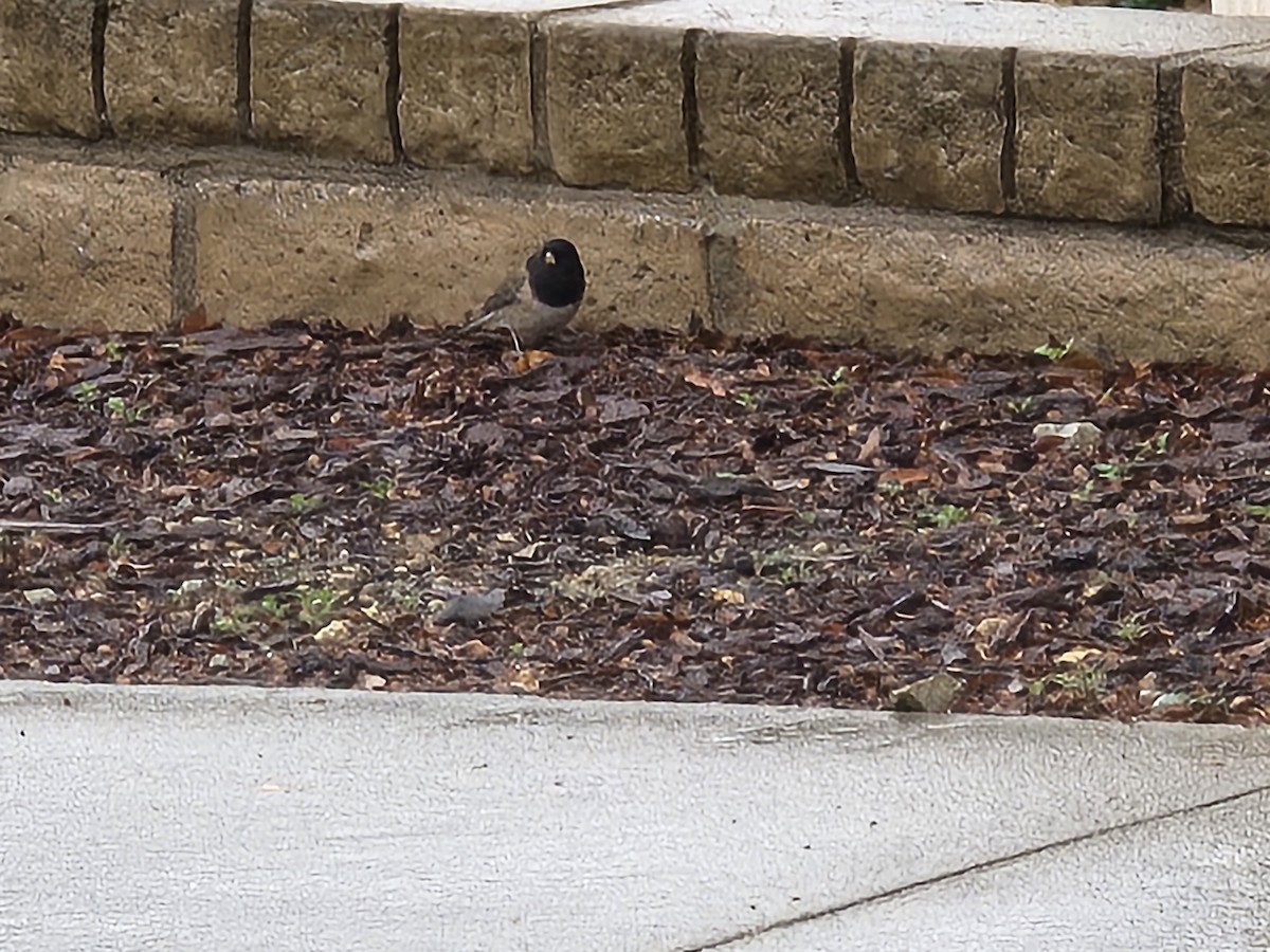 strnadec zimní - ML645535649