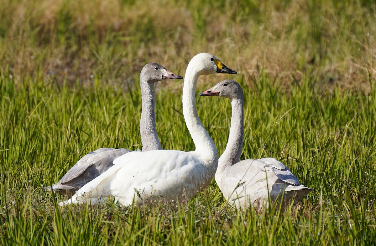 dvergsvane - ML645535650