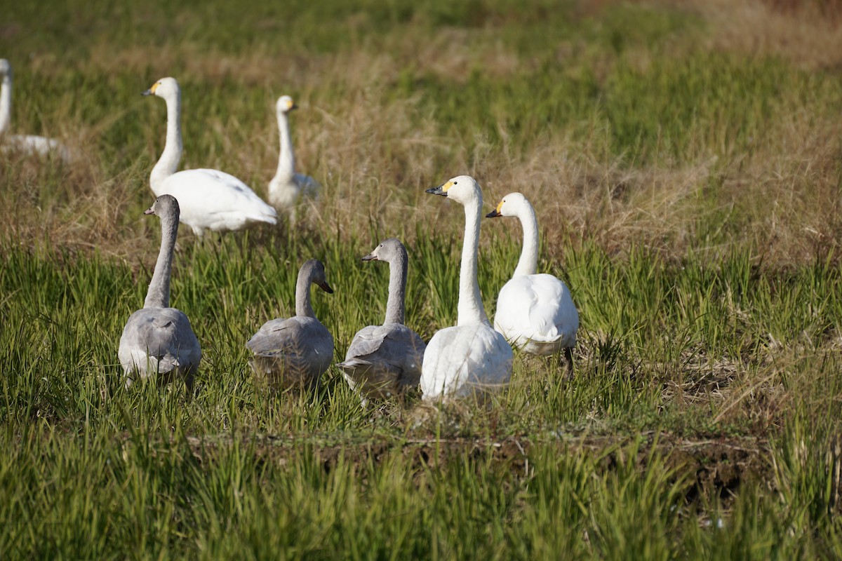 dvergsvane - ML645535652