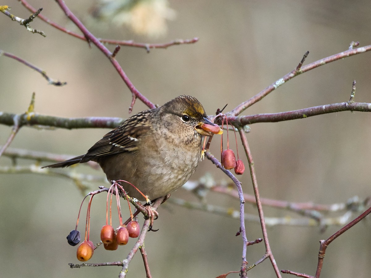 Golden-crowned Sparrow - ML645535659