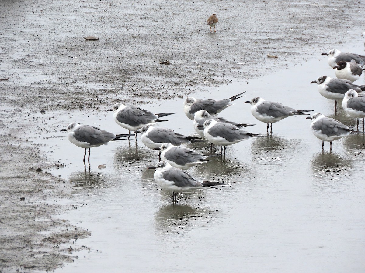 ワライカモメ - ML645535660