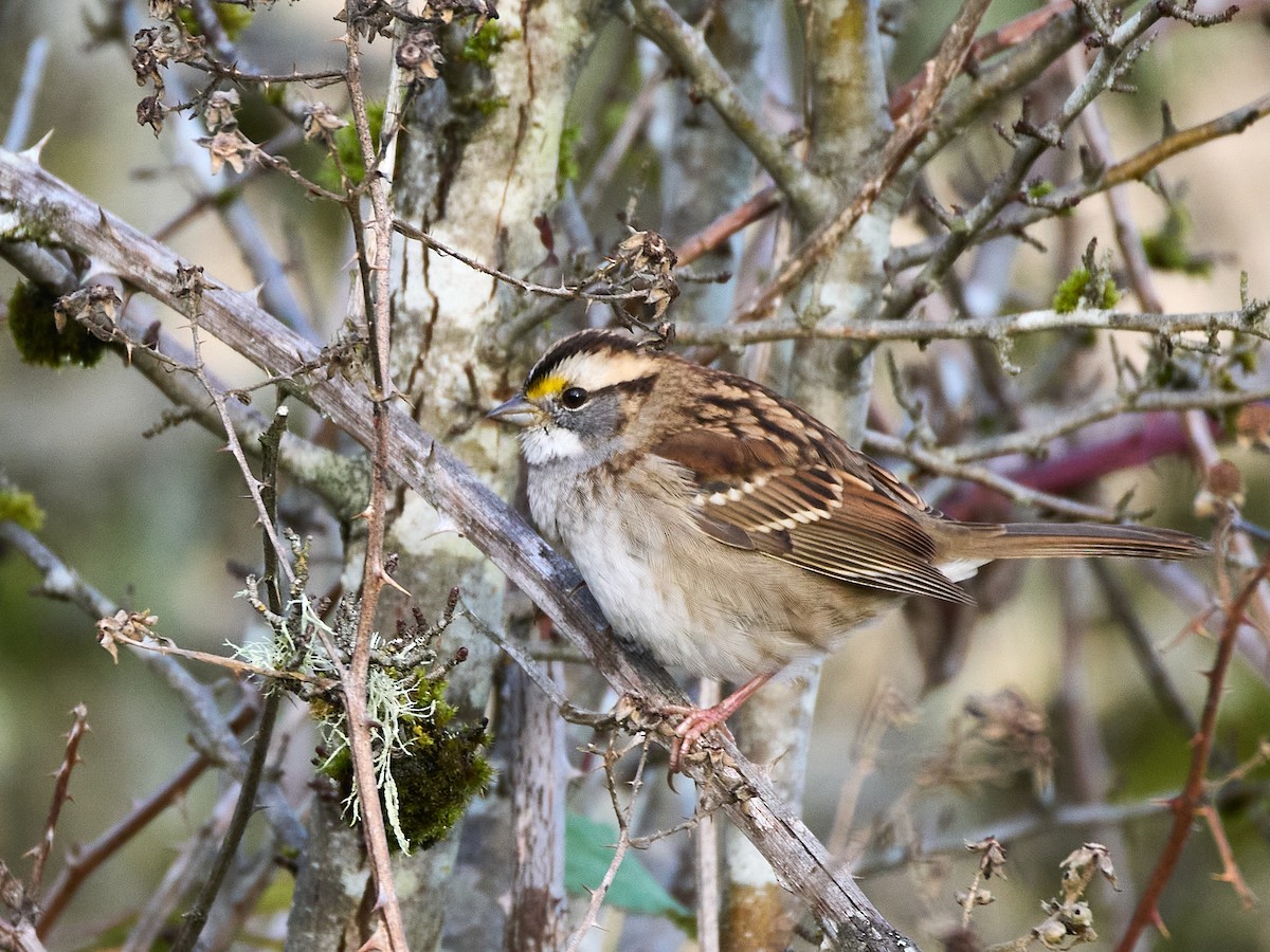 White-throated Sparrow - ML645535662