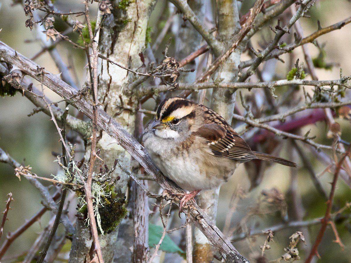 White-throated Sparrow - ML645535667
