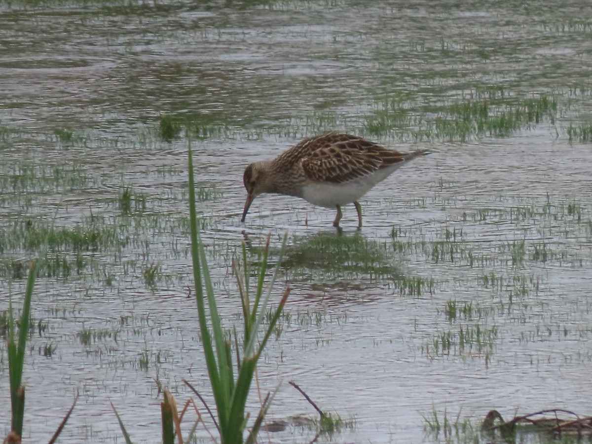 Дутыш - ML645535668