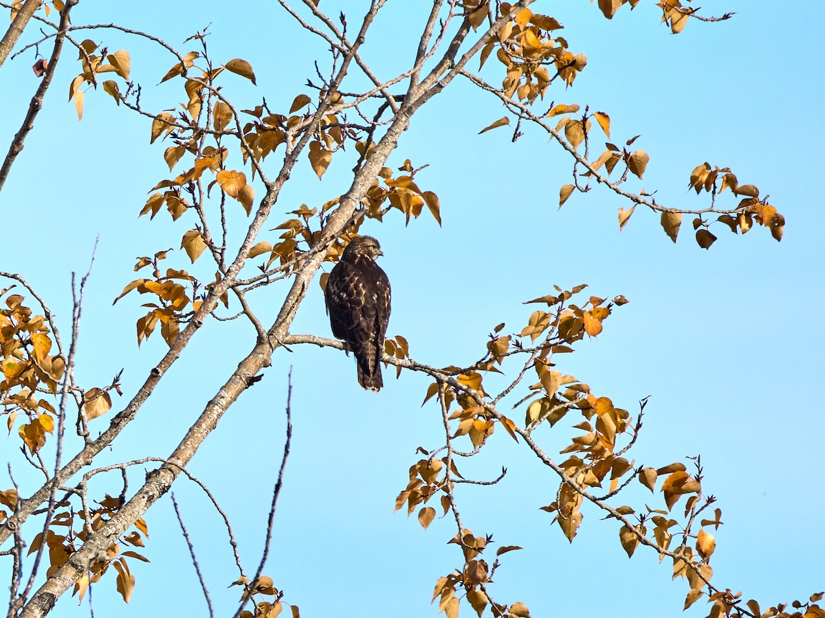 Red-tailed Hawk (calurus/alascensis) - ML645535669