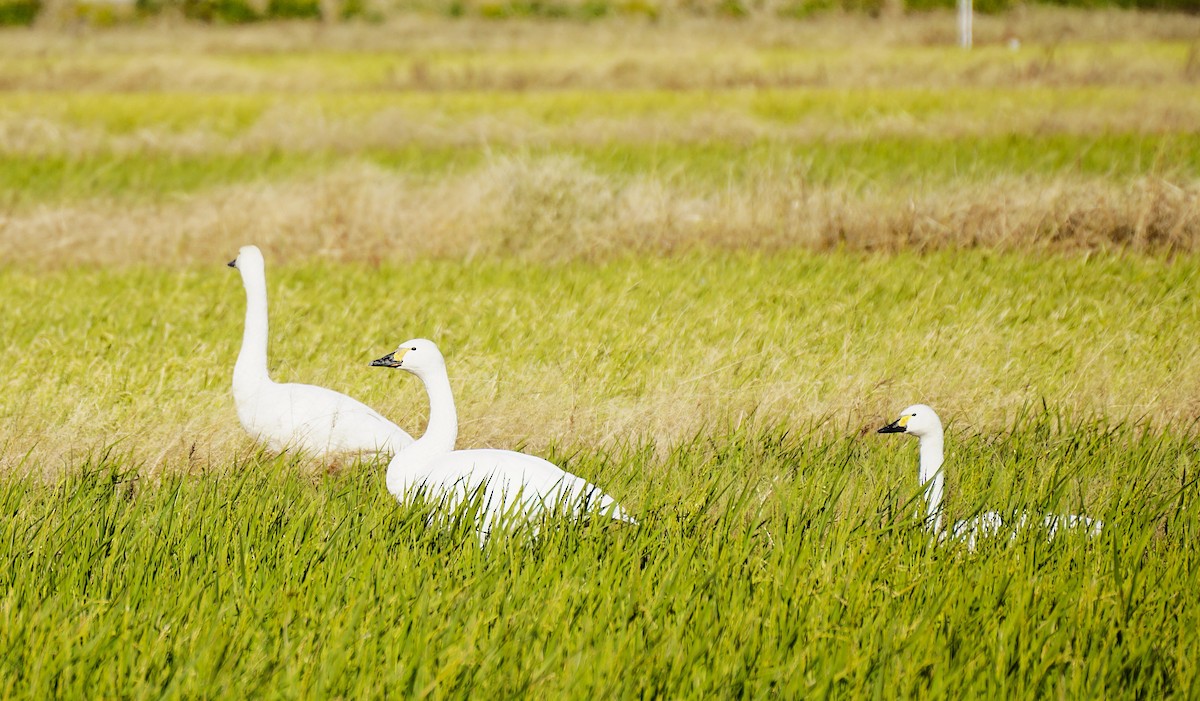 dvergsvane - ML645535673