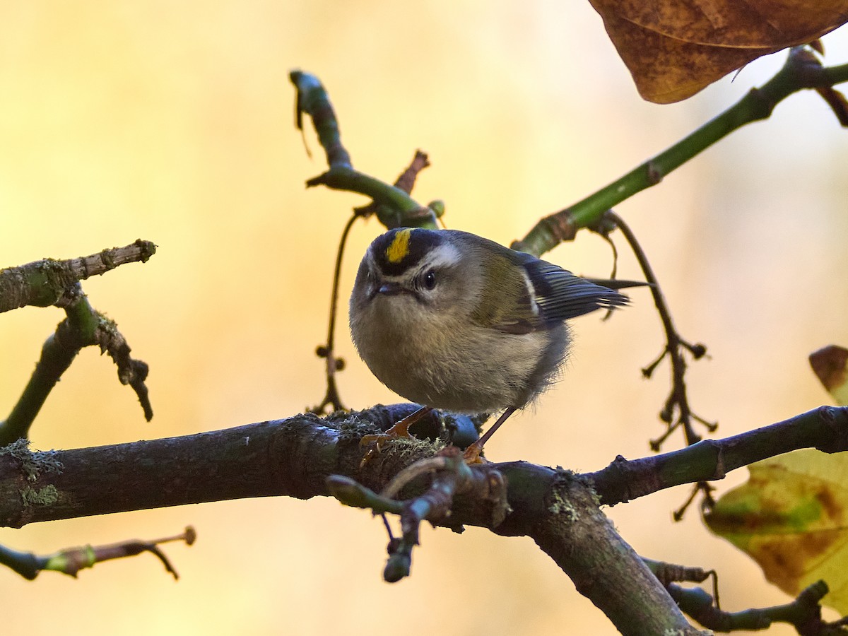 Golden-crowned Kinglet - ML645535675