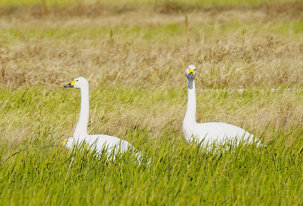 dvergsvane - ML645535676