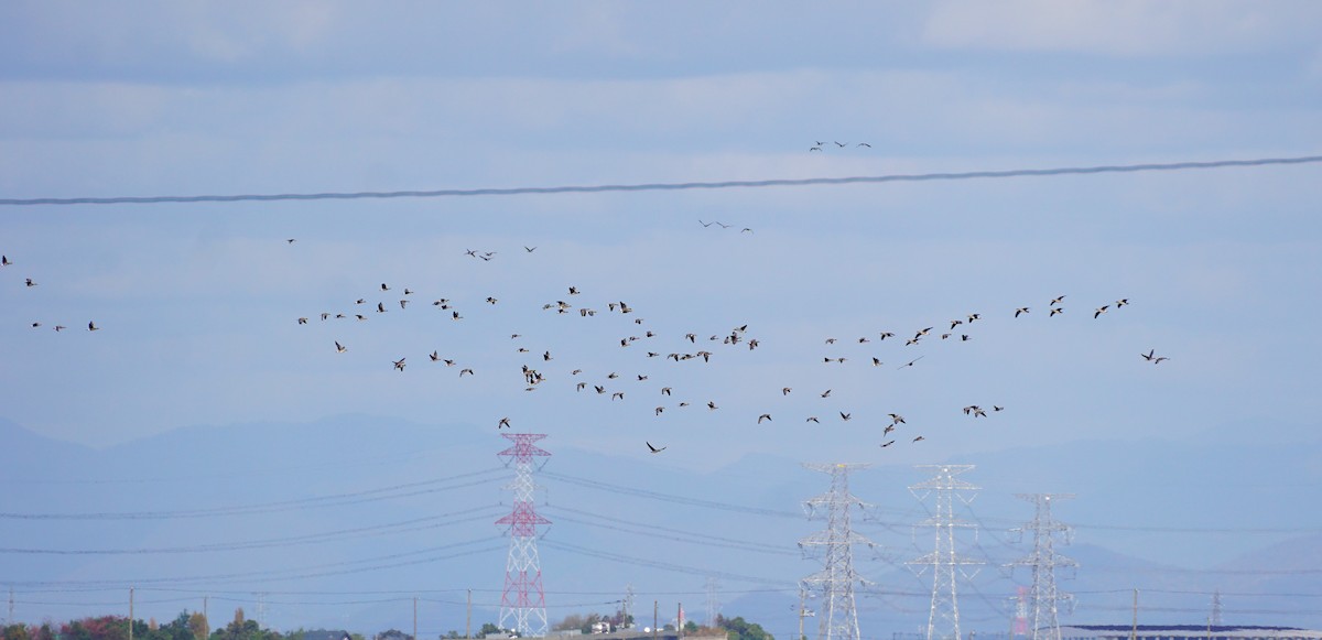 tundragås - ML645535679