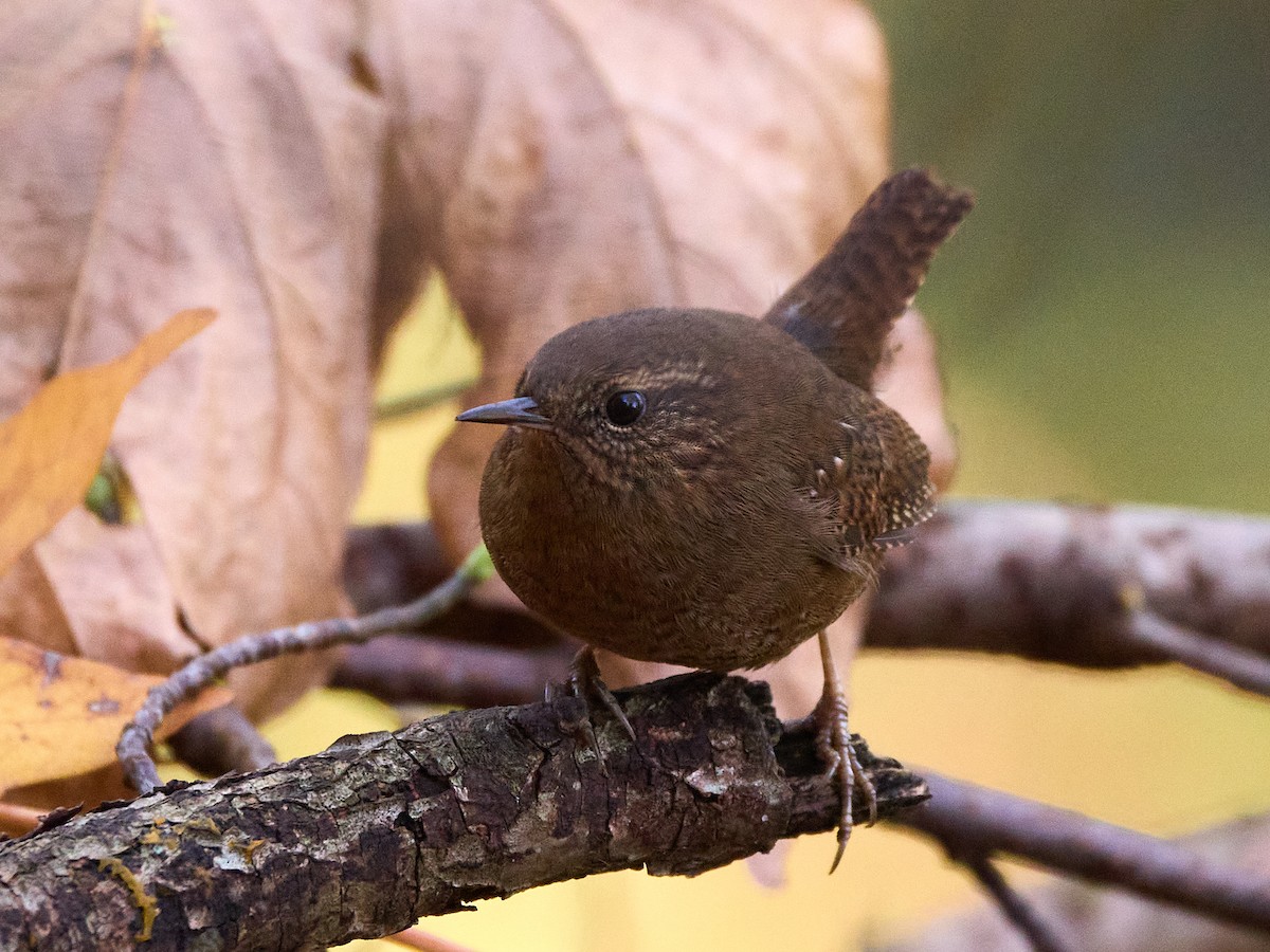 Pacific Wren (Pacific) - ML645535687