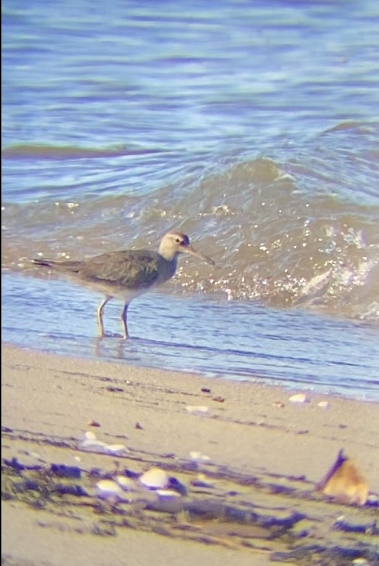 Wandering Tattler - ML645535691