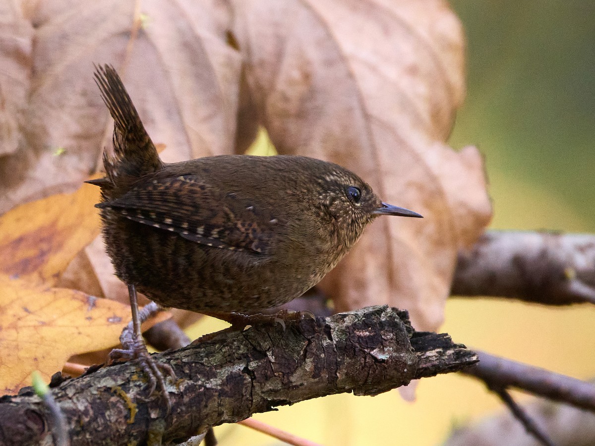 Pacific Wren (Pacific) - ML645535692