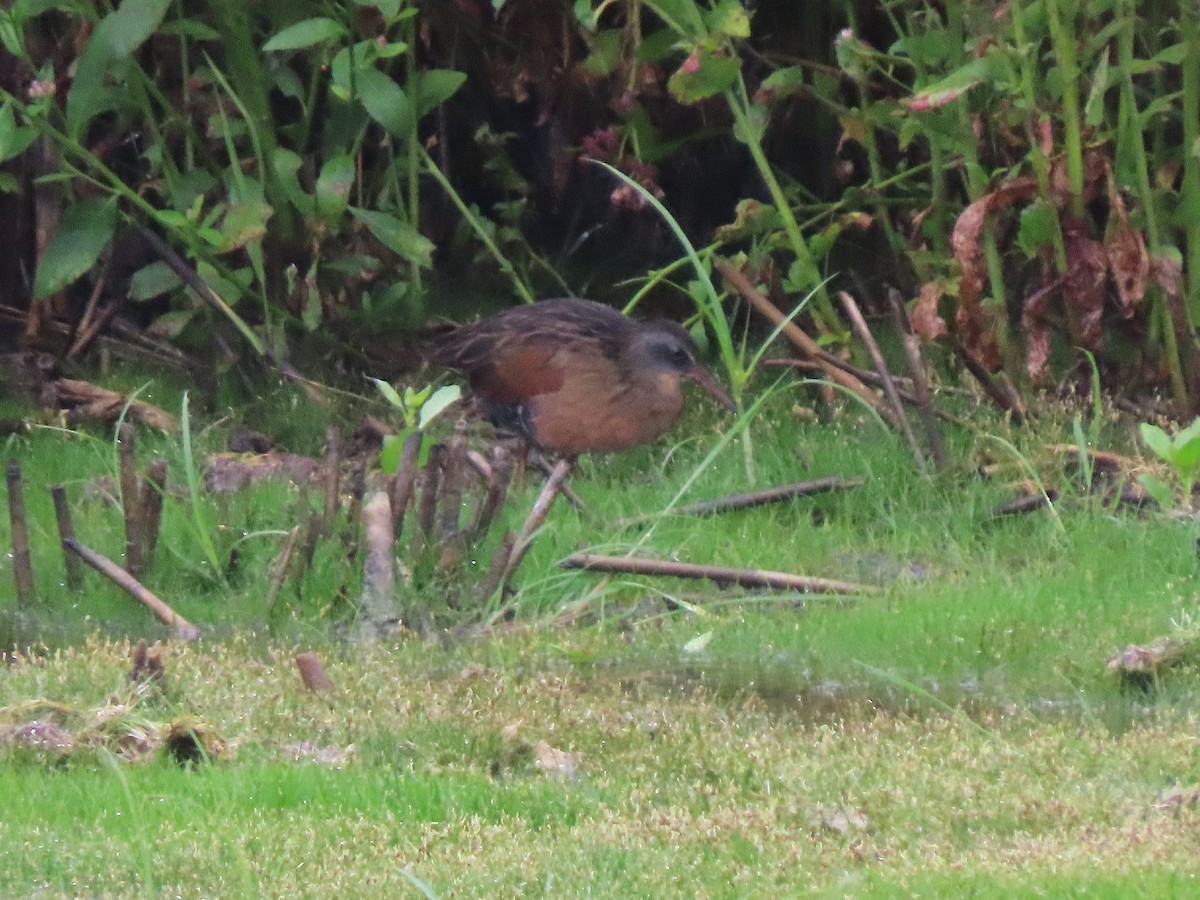 Пастушок віргінський - ML645535694