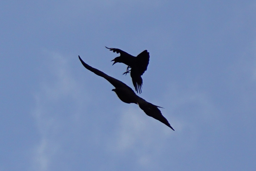 svartglente - ML645535695