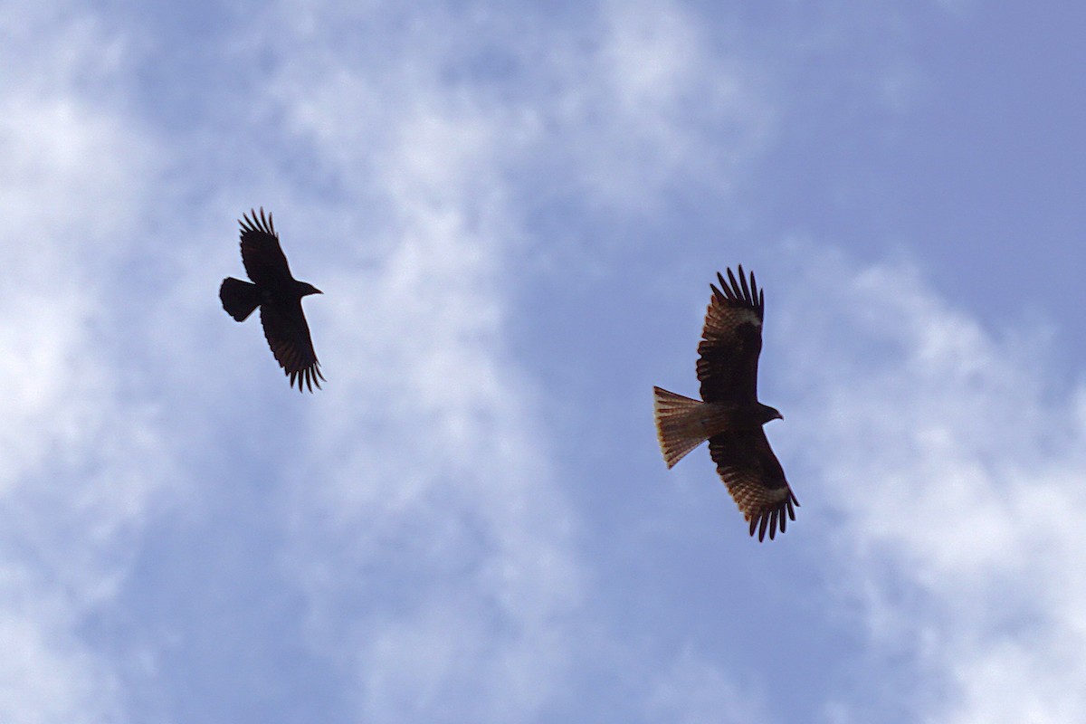 svartglente - ML645535696