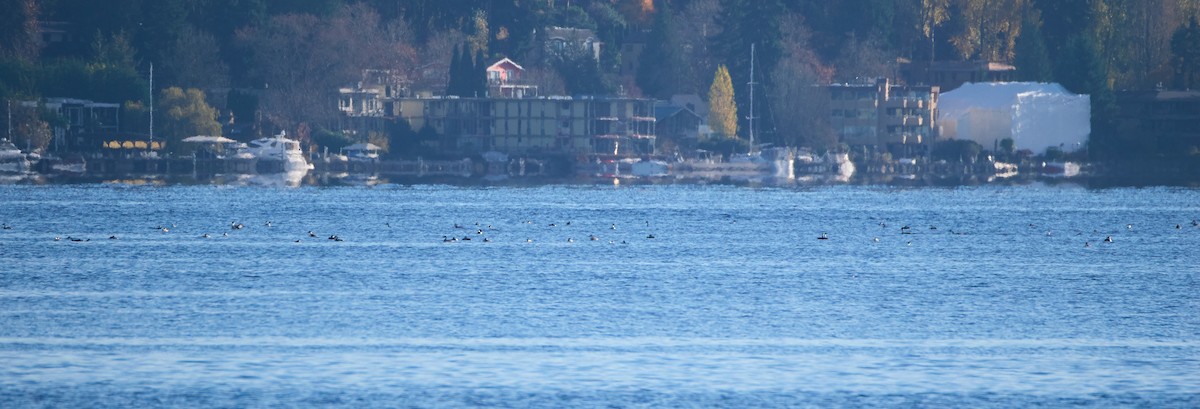 Western Grebe - ML645535697