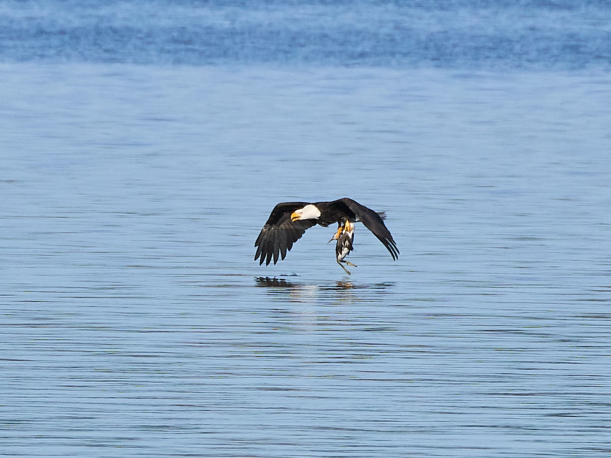 Bald Eagle - ML645535706