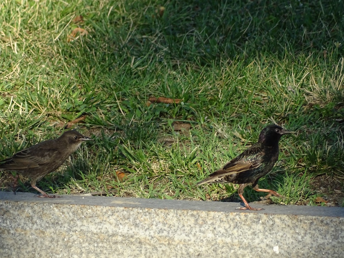 European Starling - ML645535723