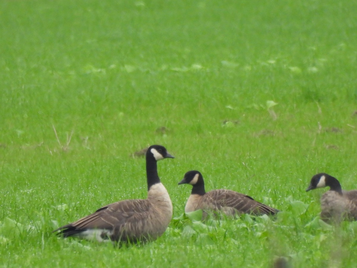 小加拿大雁 - ML645535732