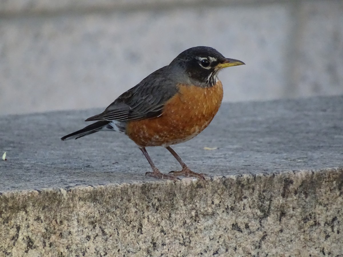 American Robin - ML645535733