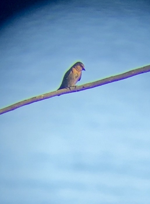 Pacific Swallow - ML645535738