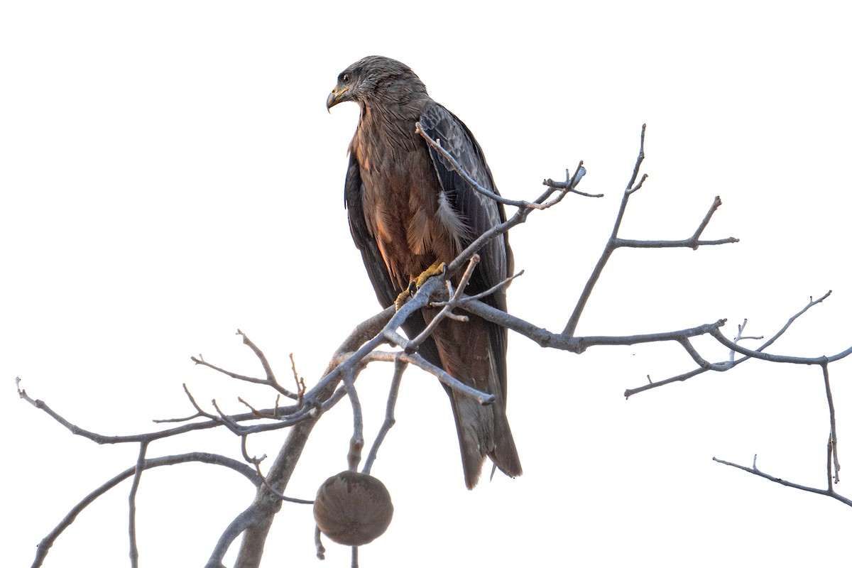 Black Kite - ML645535742