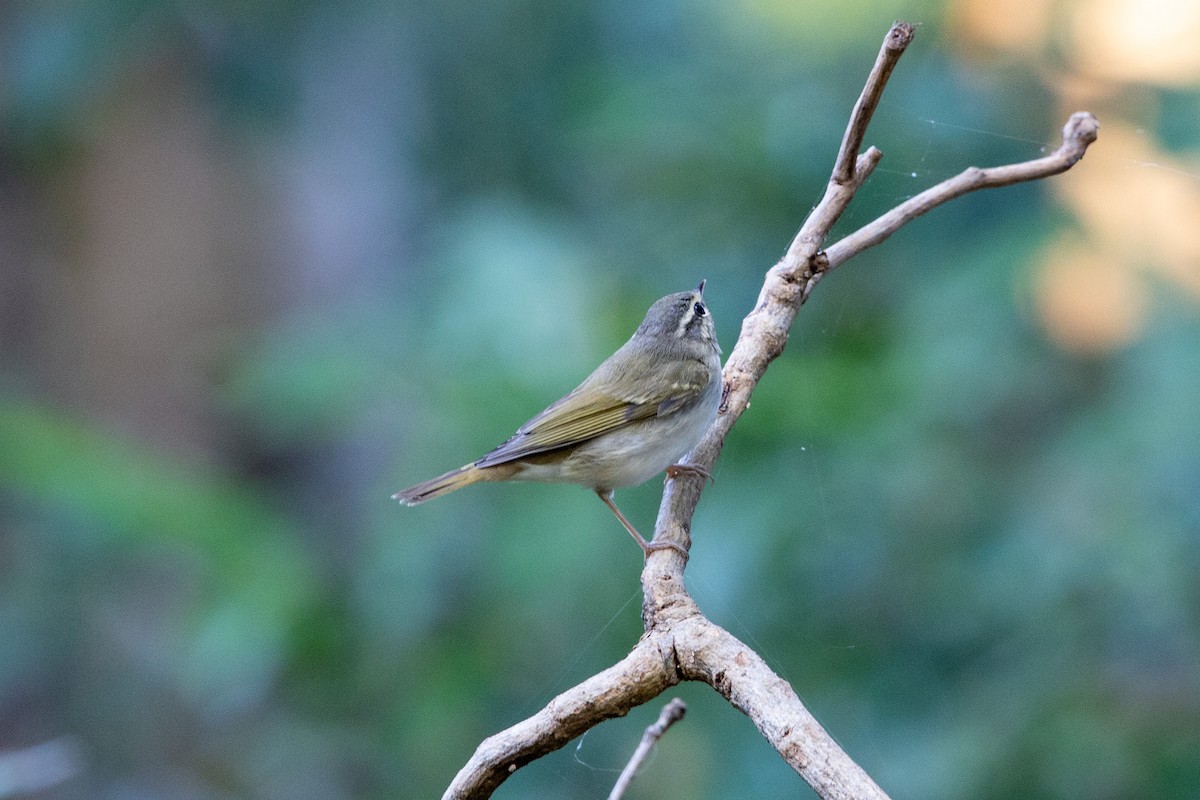Sakhalin Leaf Warbler - ML645535743