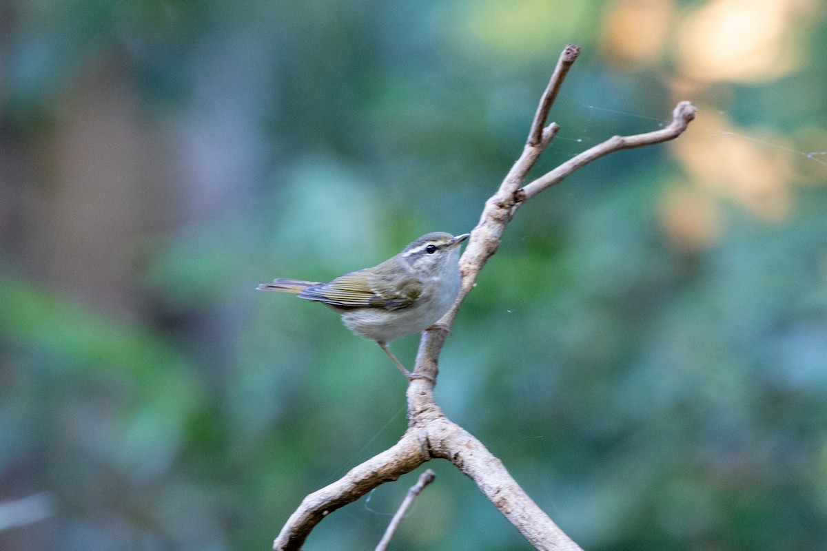 Sakhalin Leaf Warbler - ML645535744
