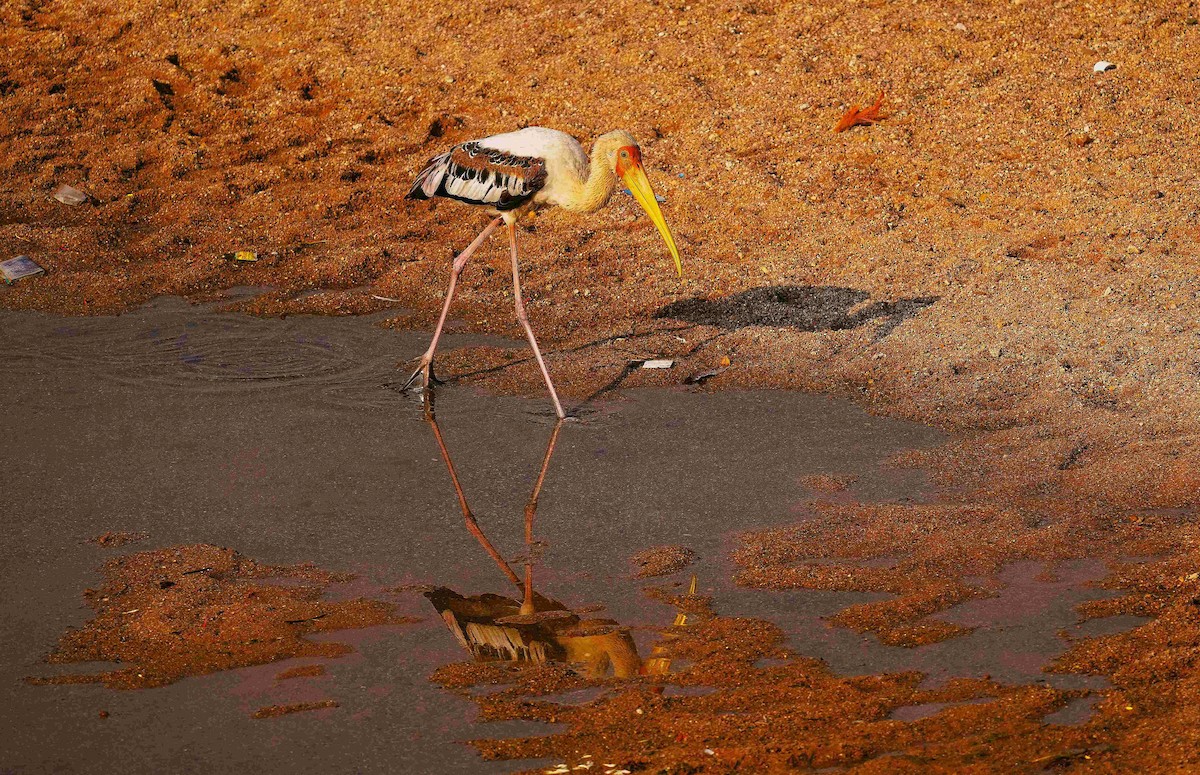 Painted Stork - ML645535746