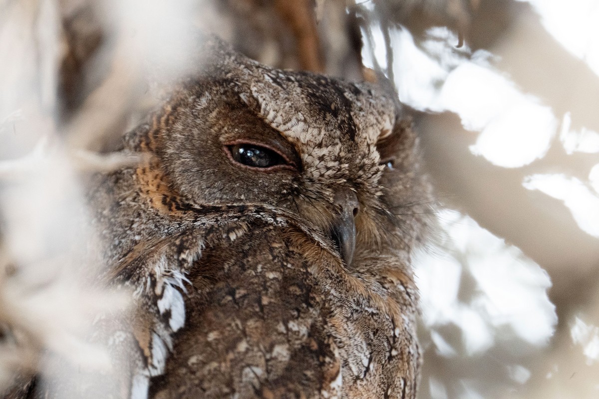 Madagascar Scops-Owl - ML645535747