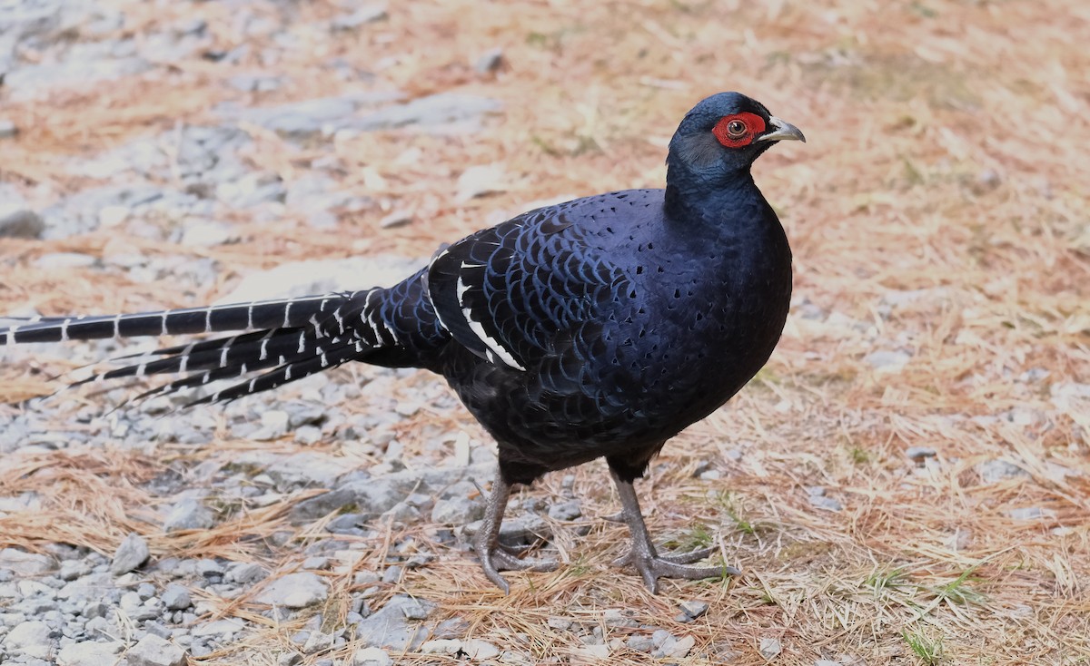 Mikado Pheasant - ML645535748