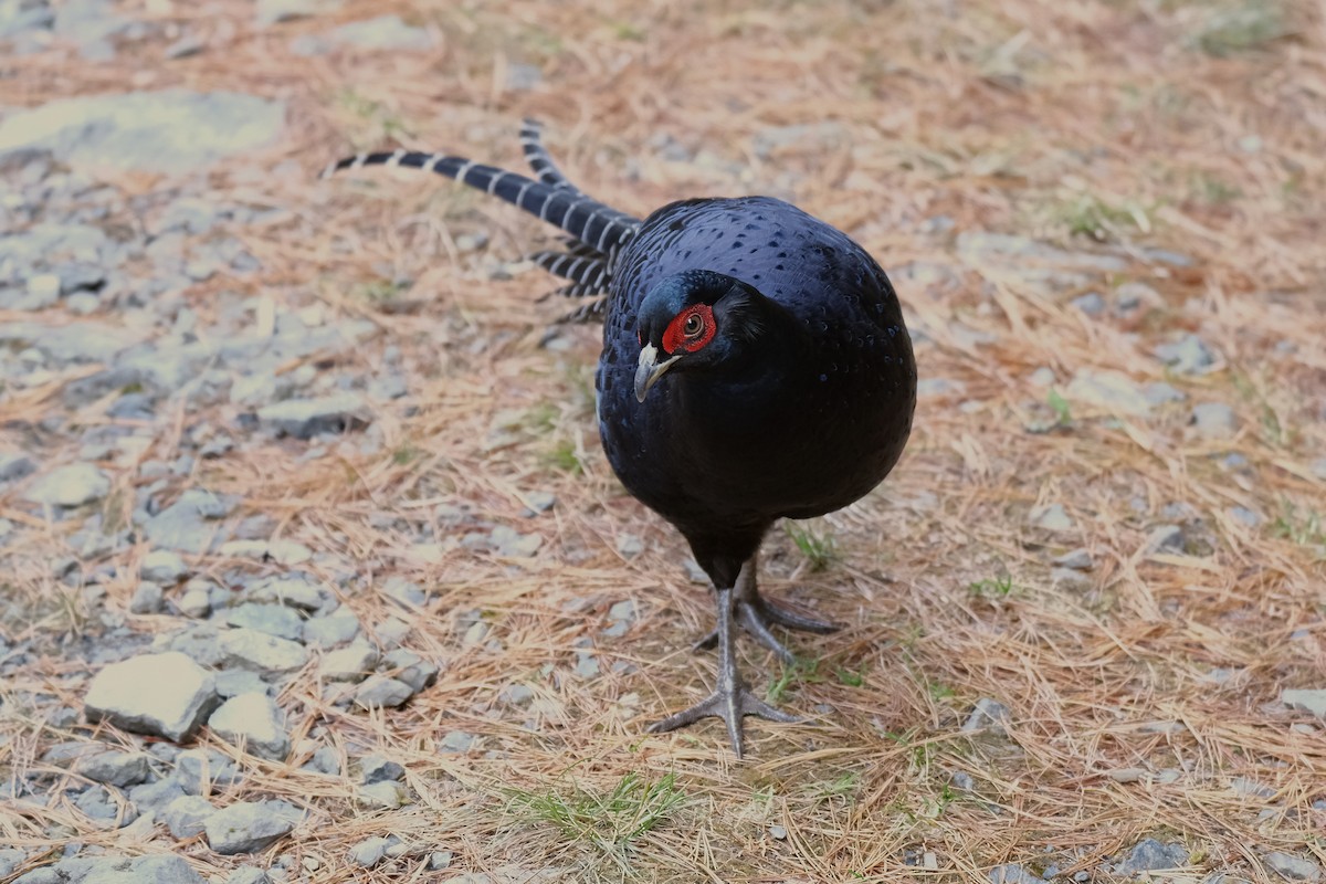 Mikado Pheasant - ML645535749