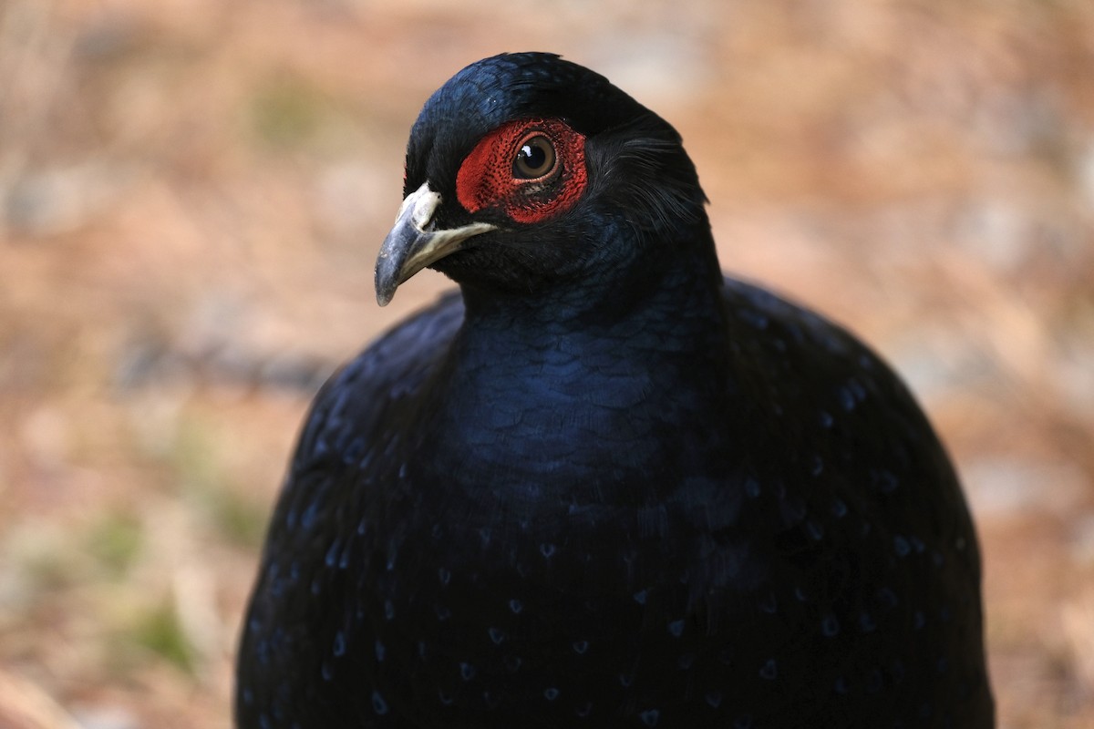 Mikado Pheasant - ML645535750
