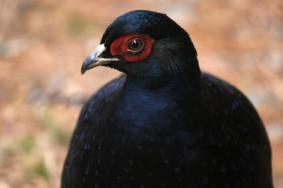 Mikado Pheasant - ML645535751