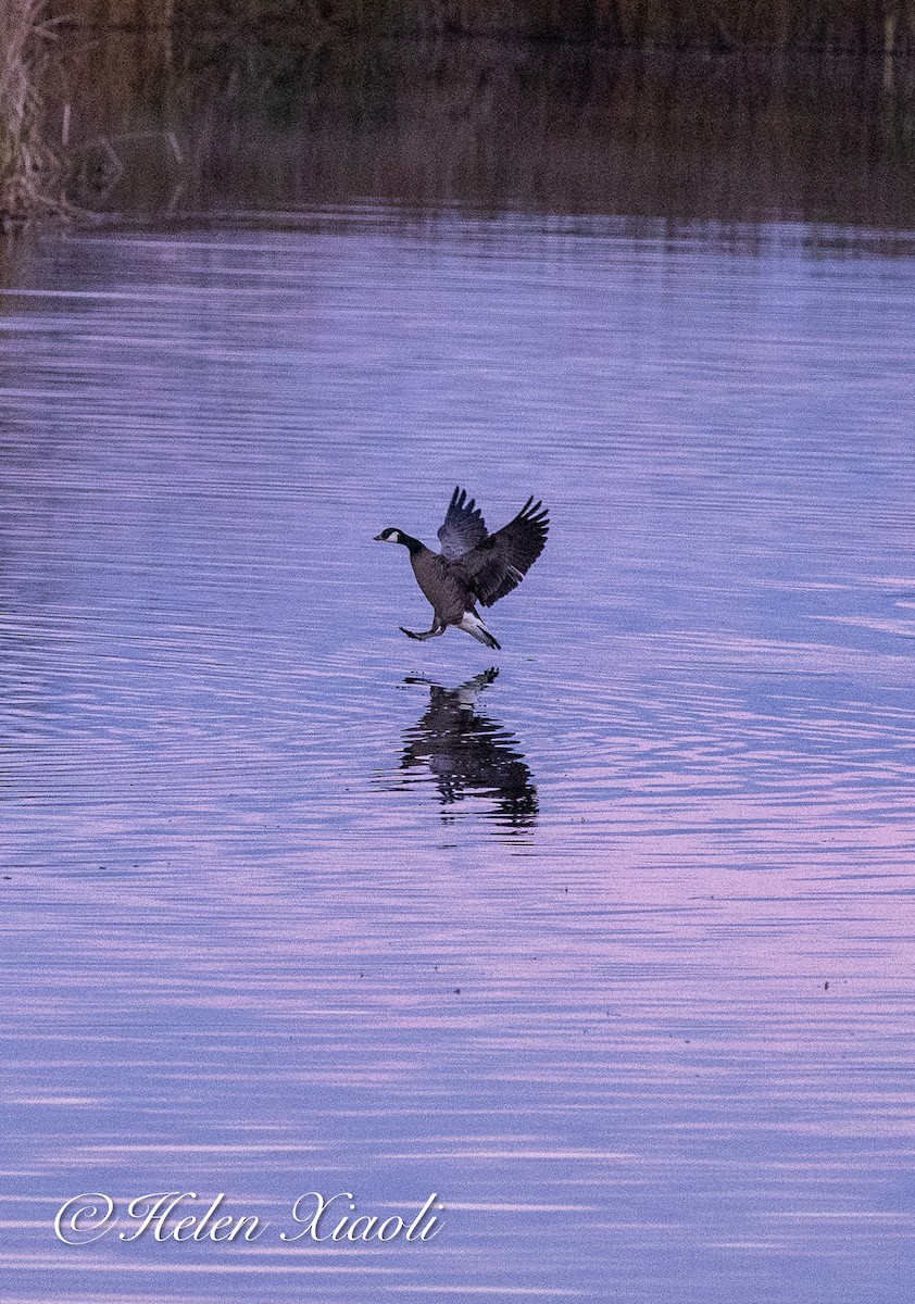 Cackling Goose - ML645535752