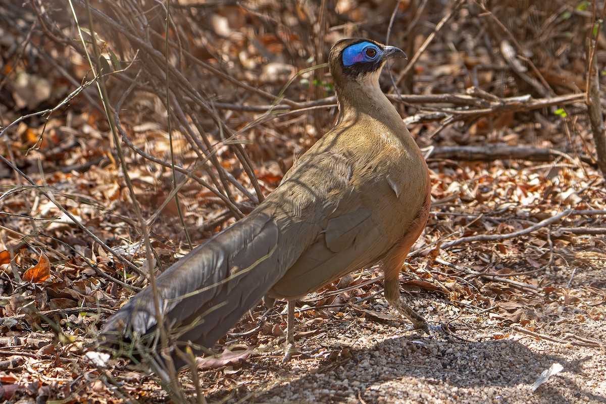 Giant Coua - ML645535753