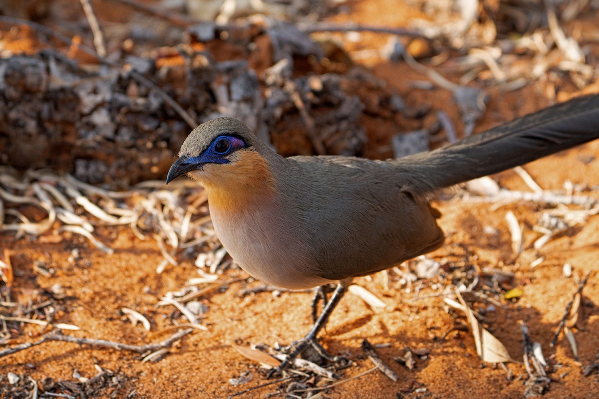 Running Coua - ML645535754