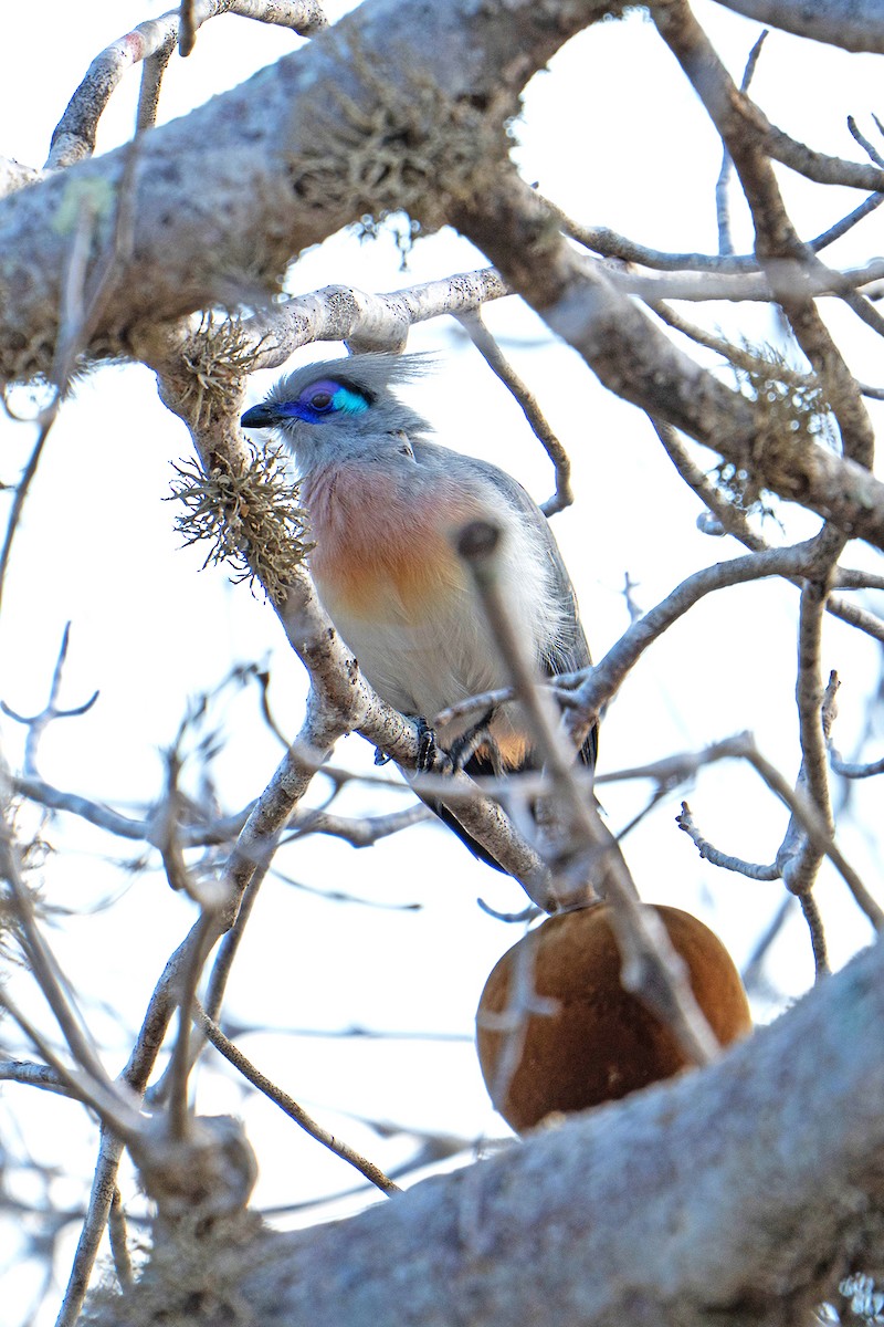 Crested Coua - ML645535759