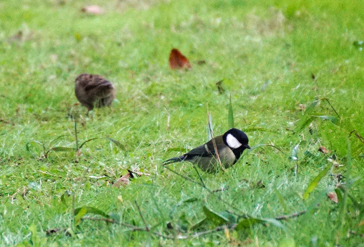 Asian Tit - ML645535769