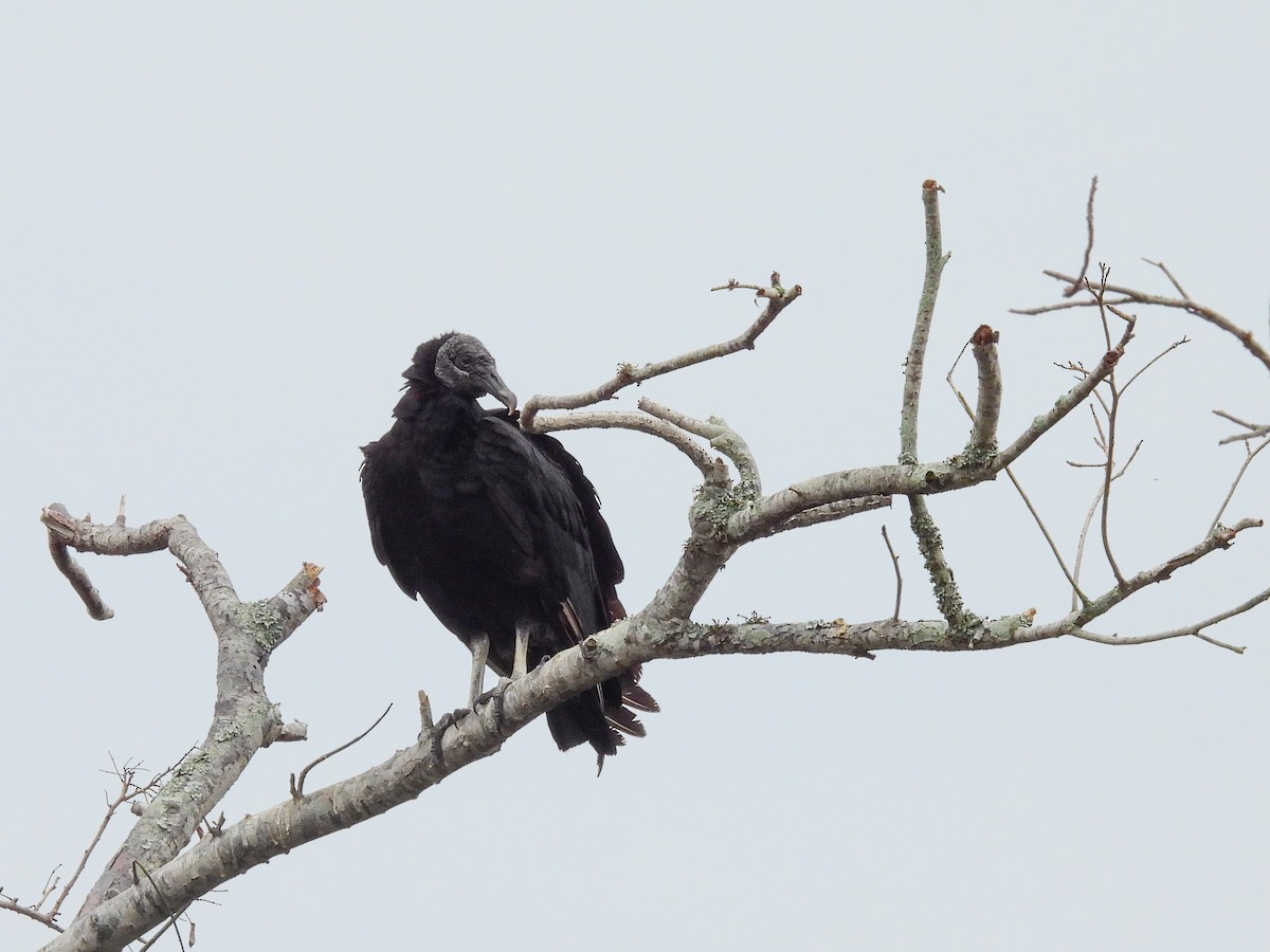 Black Vulture - ML645535770