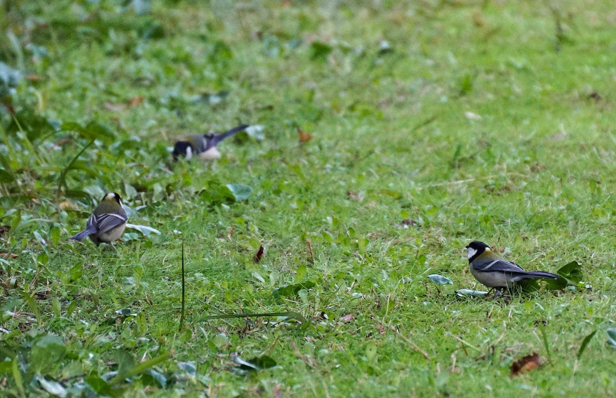 Asian Tit - ML645535773