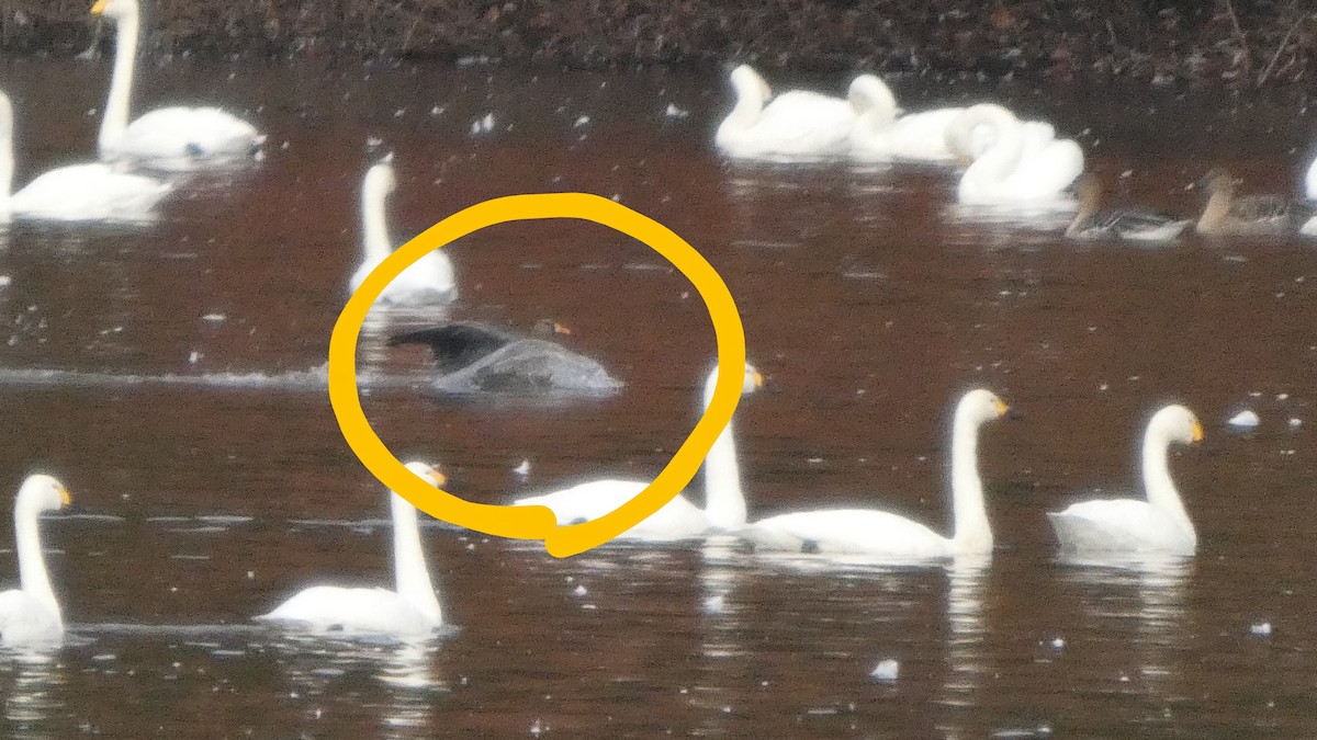 Greater White-fronted Goose - ML645535774
