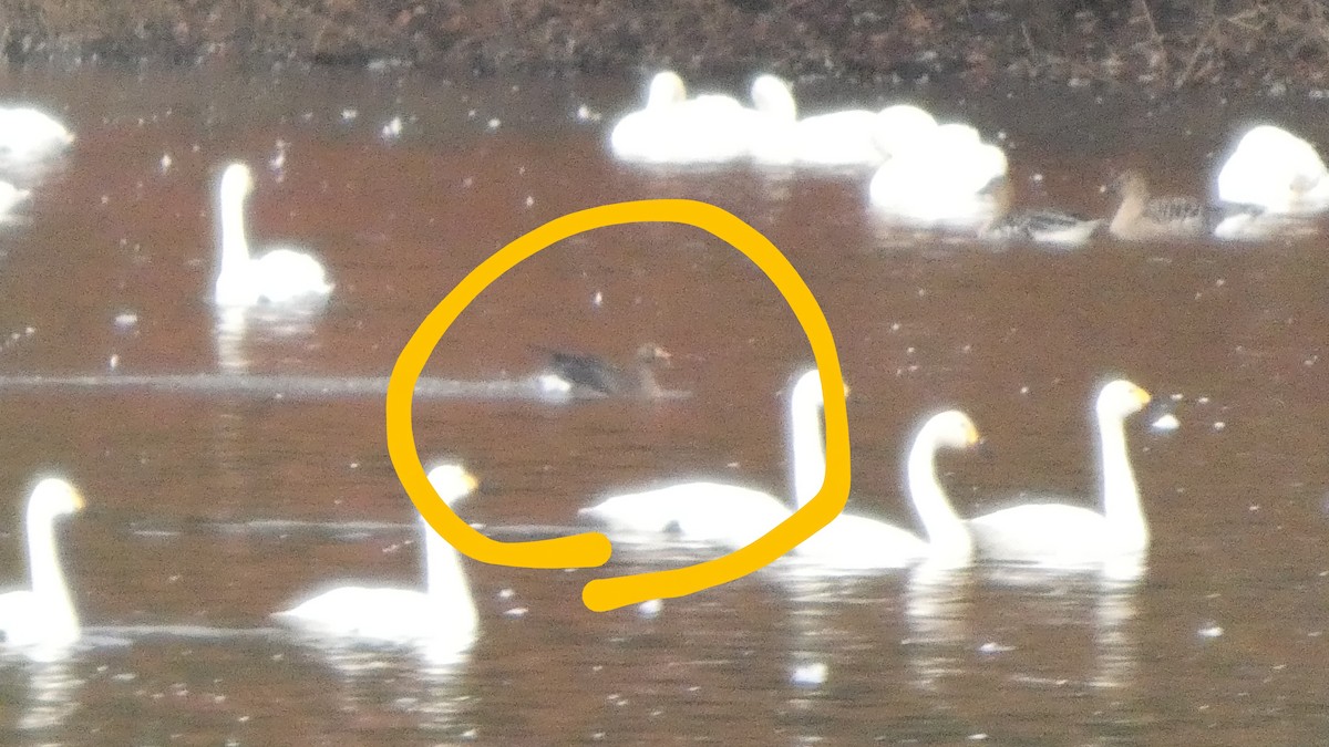 Greater White-fronted Goose - ML645535775