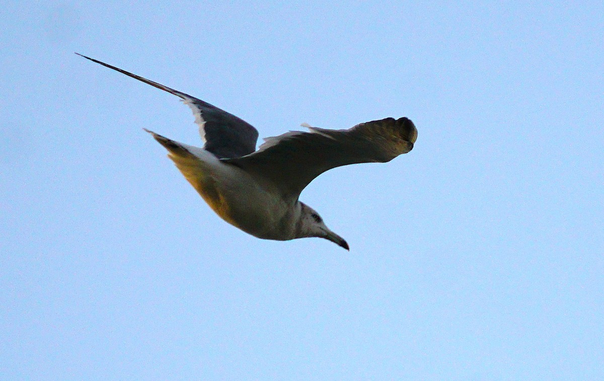 Black-tailed Gull - ML645535776