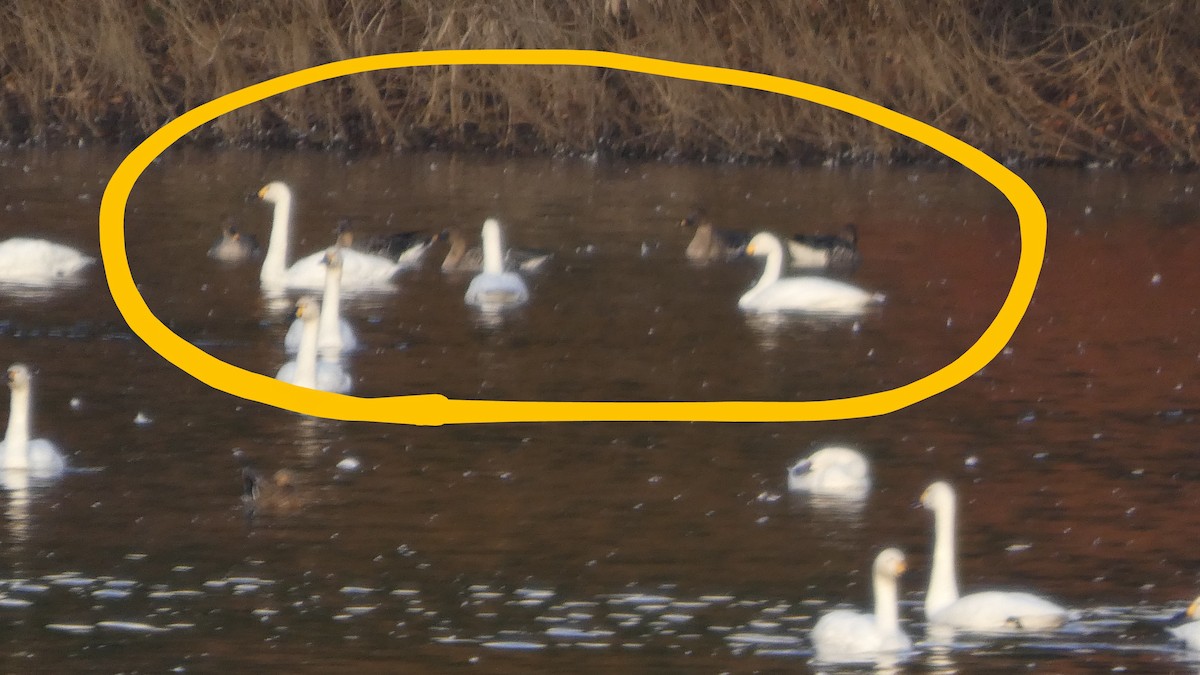 Taiga/Tundra Bean-Goose - ML645535777