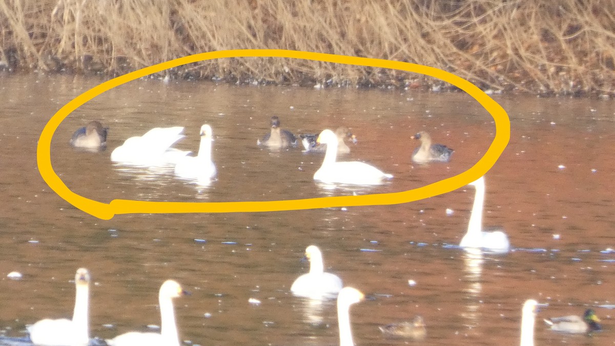 Taiga/Tundra Bean-Goose - ML645535778